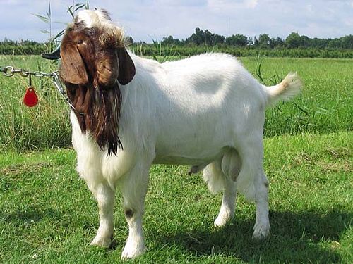 Boer goat